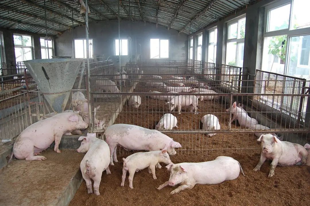 動物無害化處理廠，惡臭異味危害大，<a href='/' style='color: blue;' target='_blank'>工業(yè)除臭劑</a>起作用！.jpg