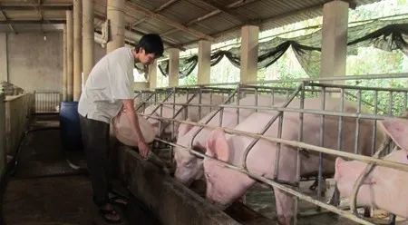 養(yǎng)殖場(chǎng)臭味難治理？潔匠凈化幫您輕松解決！.jpg
